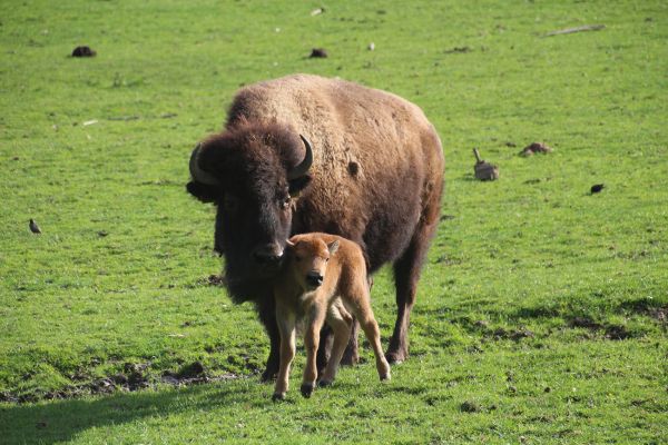 Tierpark Rosegg